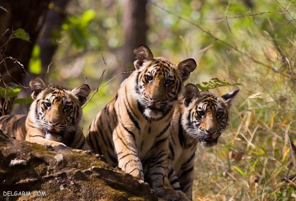  والپیپر ببر درنده برای پروفایل