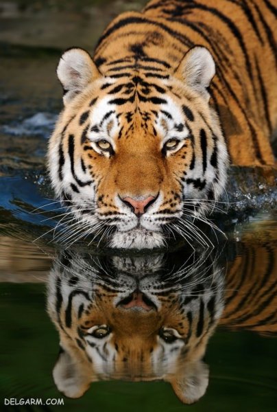  والپیپر ببر درنده برای پروفایل