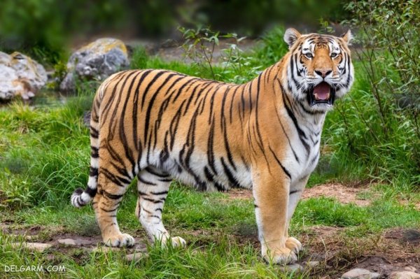  والپیپر ببر درنده برای پروفایل