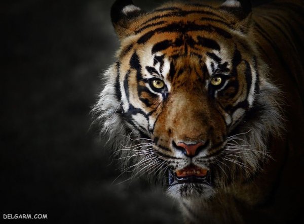  والپیپر ببر درنده برای پروفایل