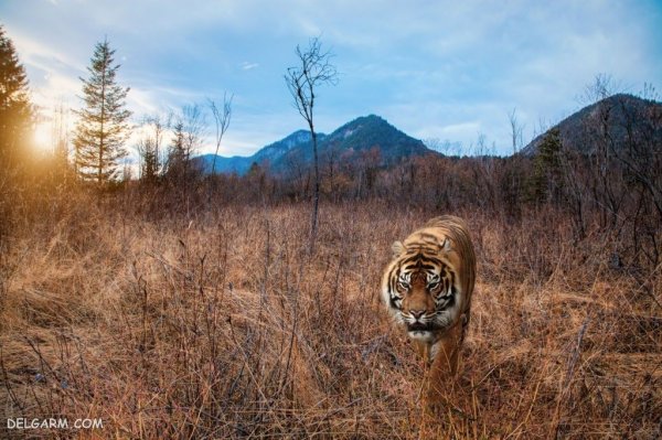  والپیپر ببر درنده برای پروفایل