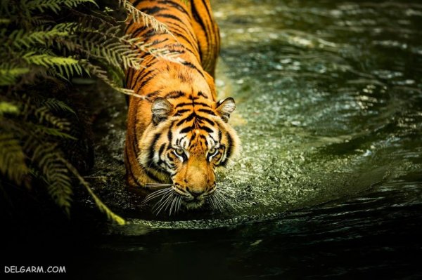 عکس ببر طلایی برای پروفایل