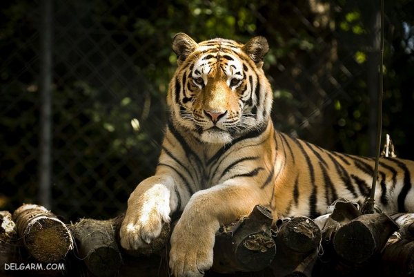  عکس ببر طلایی برای پروفایل