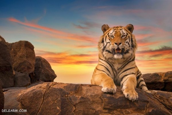  عکس ببر طلایی برای پروفایل