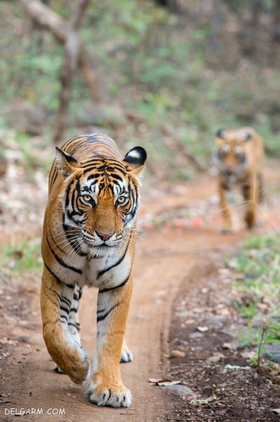  عکس ببر طلایی برای پروفایل