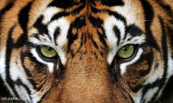  عکس ببر طلایی برای پروفایل