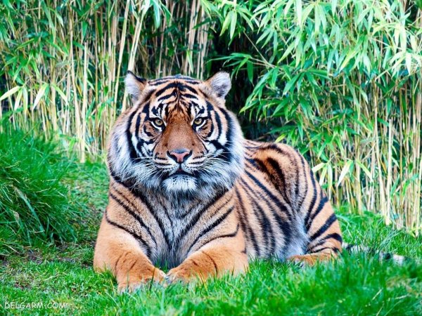  عکس ببر طلایی برای پروفایل