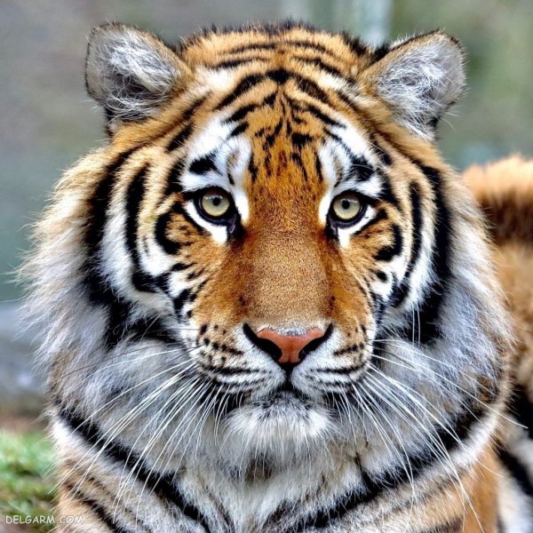  عکس ببر طلایی برای پروفایل