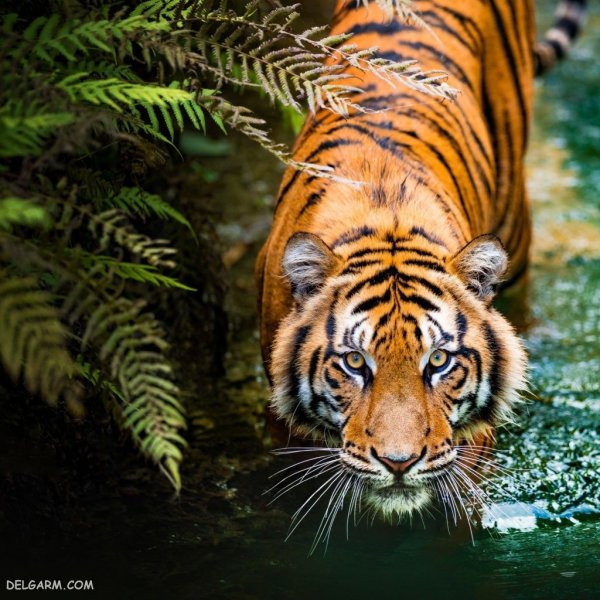  عکس ببر طلایی برای پروفایل