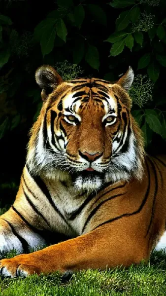  عکس ببر طلایی بنگال