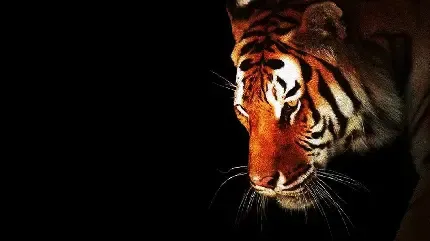  والپیپر ببر برای گوشی موبایل