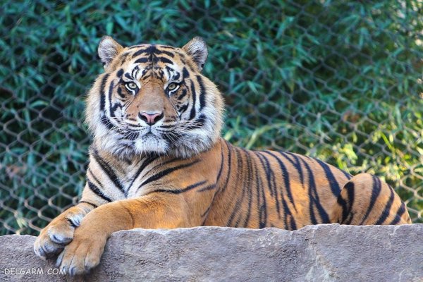  عکس ببر با کیفیت 4k