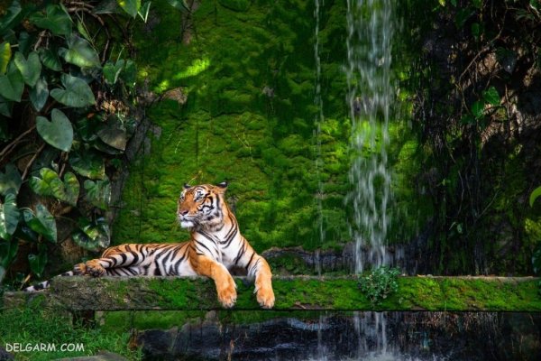  عکس ببر با کیفیت 4k