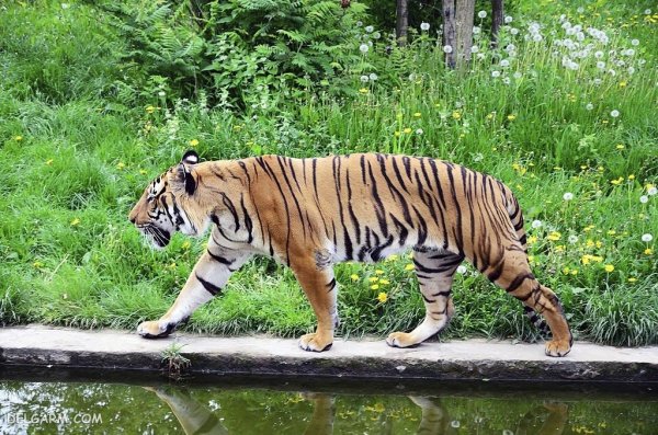  عکس ببر با کیفیت 4k