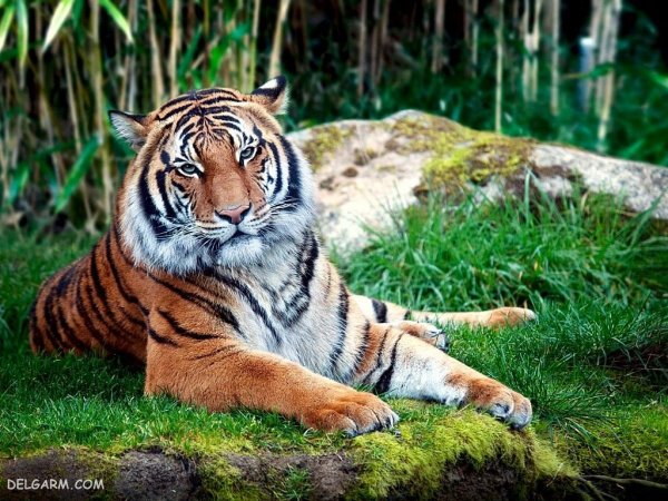  عکس ببر با کیفیت 4k