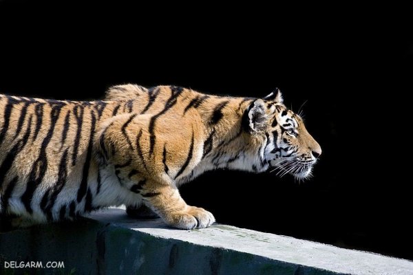  عکس ببر با کیفیت 4k