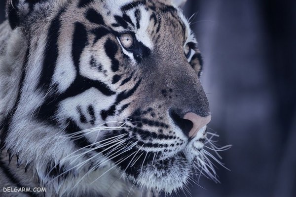  عکس ببر با کیفیت 4k