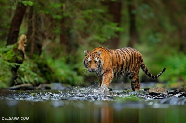  عکس ببر با کیفیت 4k