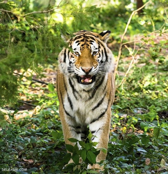  عکس ببر با کیفیت 4k