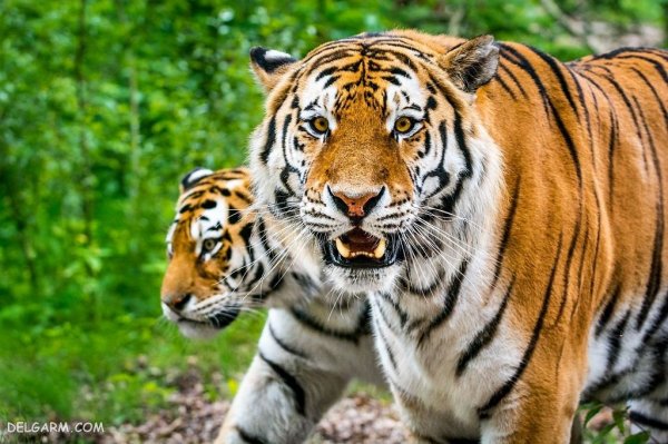  عکس ببر با کیفیت 4k