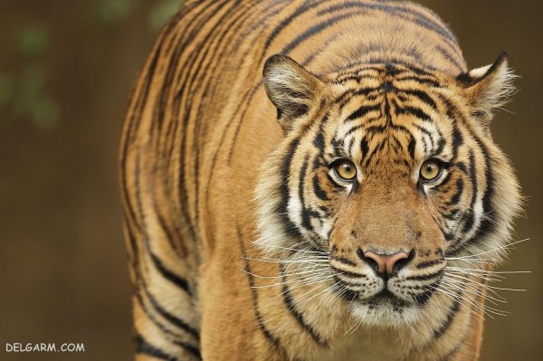  عکس ببر با کیفیت 4k