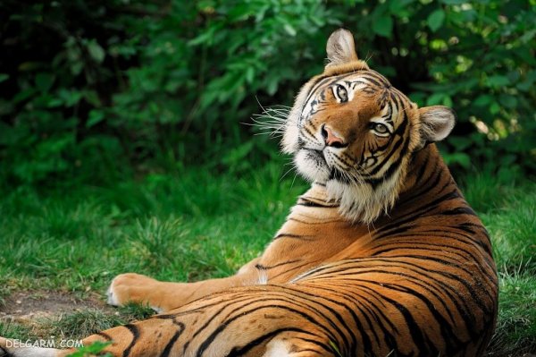  عکس ببر با کیفیت 4k