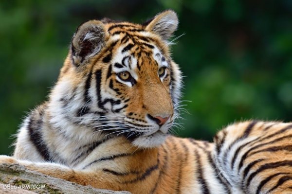  عکس ببر با کیفیت 4k