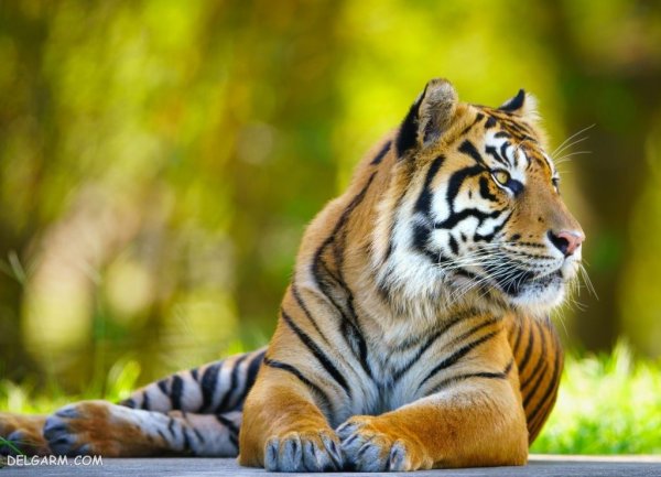  عکس ببر با کیفیت 4k