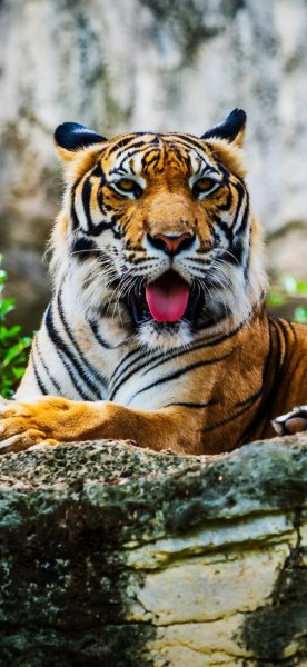  عکس ببر برای استوری