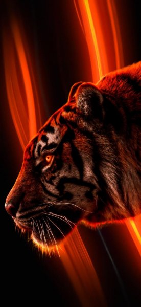  عکس ببر برای استوری