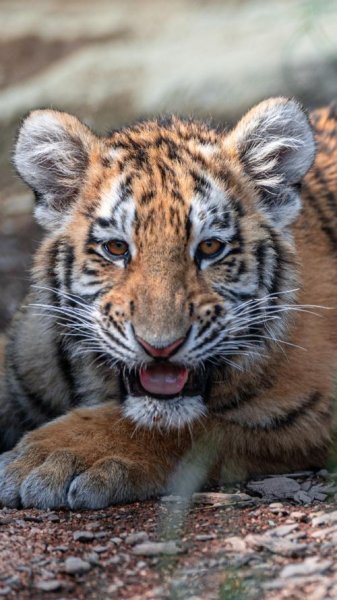  تصویر زمینه ببر زیبا برای والپیپر آیفون