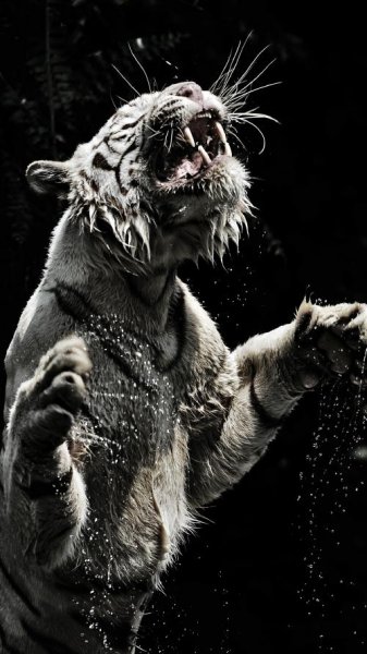  تصویر زمینه ببر زیبا برای والپیپر آیفون