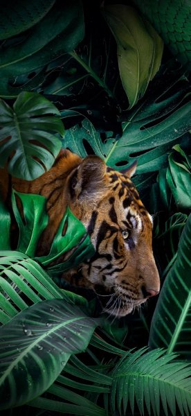  تصویر زمینه ببر زیبا برای والپیپر آیفون