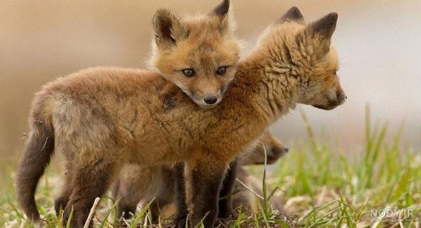 تصویر زمینه بچه روباه