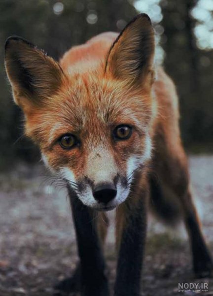  تصویر زمینه بچه روباه