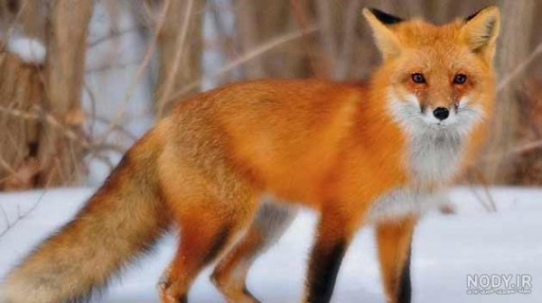  تصویر زمینه بچه روباه