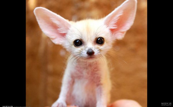  تصویر زمینه بچه روباه