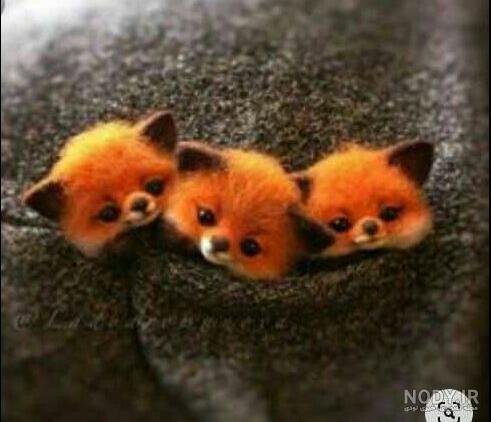  تصویر زمینه بچه روباه