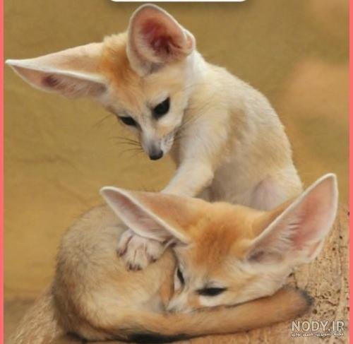  تصویر زمینه بچه روباه