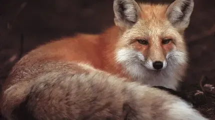  عکس روباه برای پروفایل