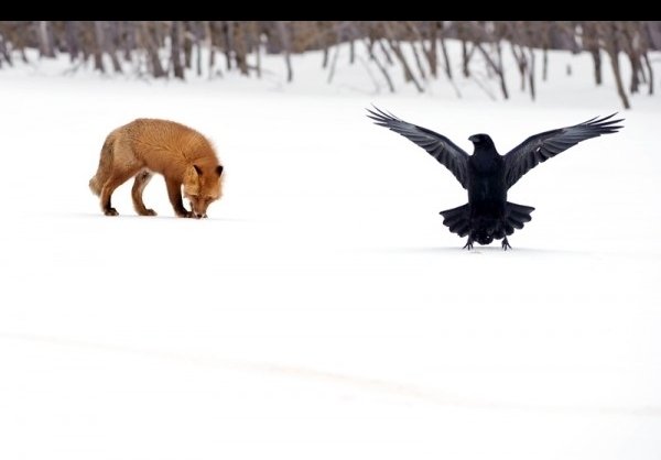 عکس روباه خوشگل