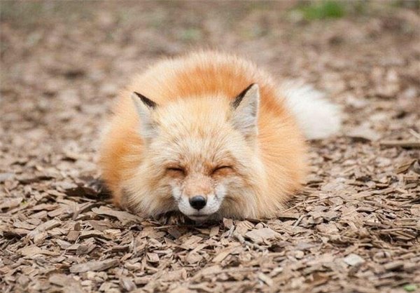  عکس روباه خوشگل