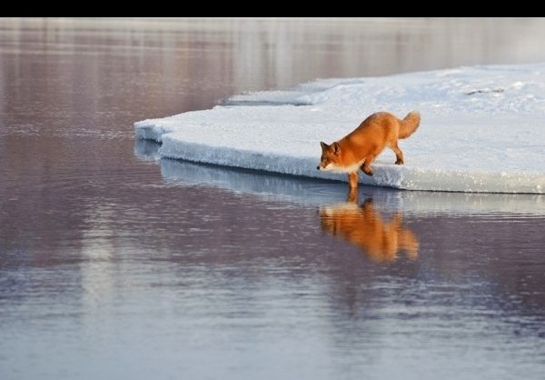  عکس روباه خوشگل