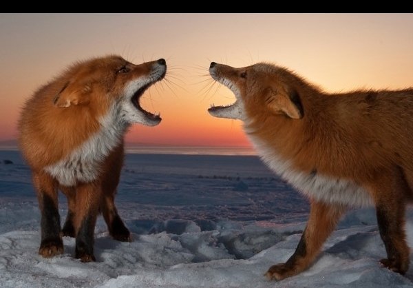  عکس روباه خوشگل