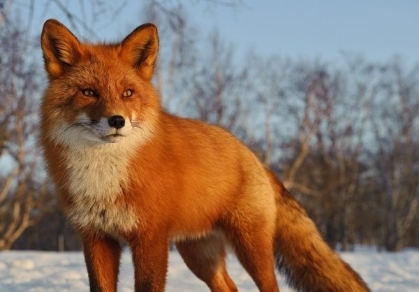  عکس روباه خوشگل