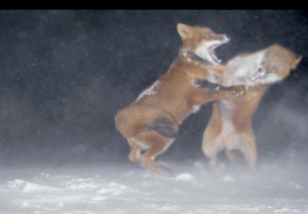  عکس روباه خوشگل