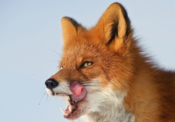  عکس روباه خوشگل