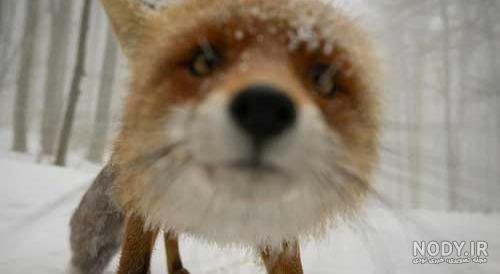  تصویر زمینه روباه فانتزی