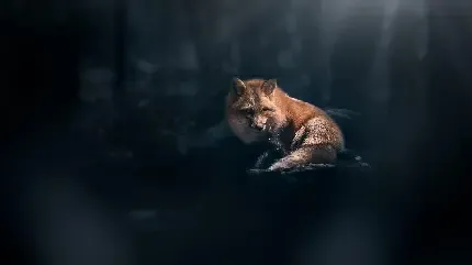  عکس پروفایل روباه خفن