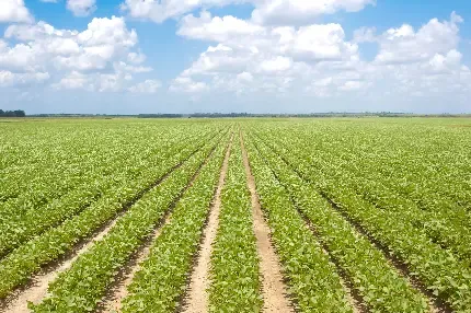  عکس با کیفیت مزرعه گندم